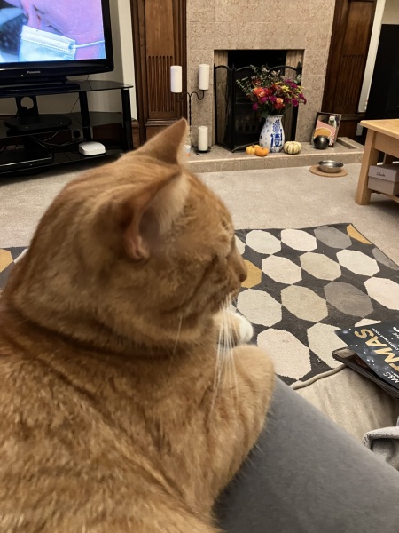 Fostering a friend's cat - VERY mixed signals