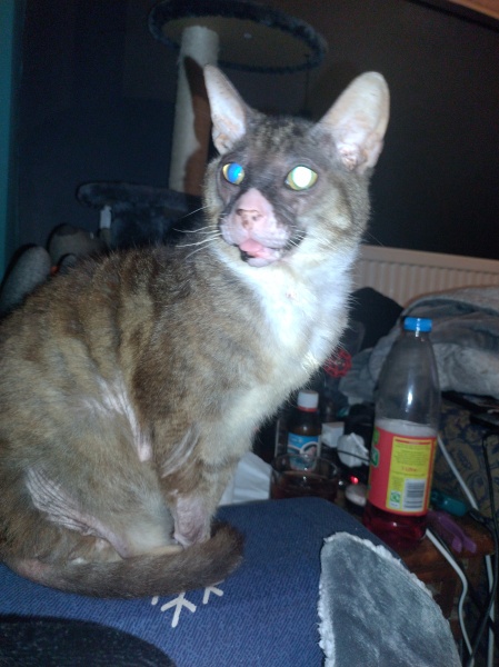 Trick or Cat Treat? The Excellent Cats do Halloween