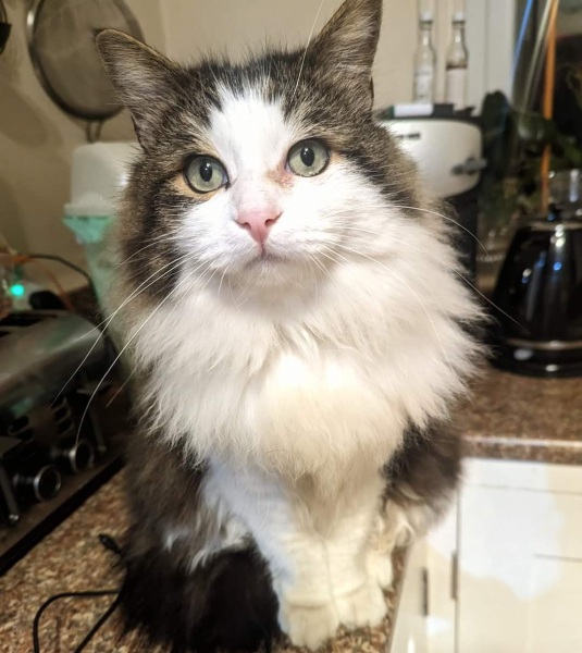 Board for owners of the most beautiful cats