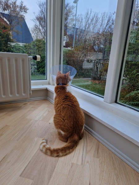 Flounders or Flouncers? The Excellent Cats continue their important debate