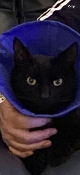 Board for owners of the most beautiful cats