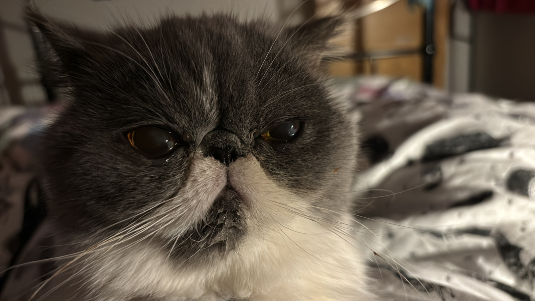 I want to go to bed but I'm cat trapped...