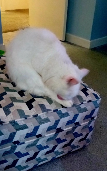 Trick or Cat Treat? The Excellent Cats do Halloween