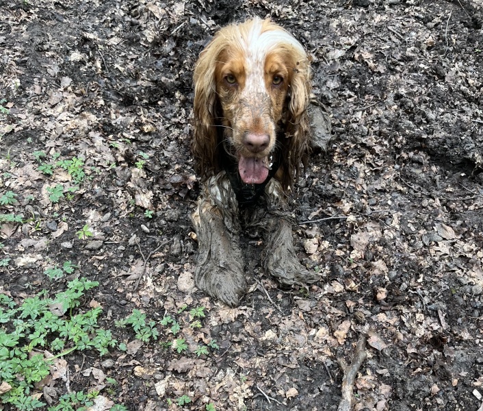 October’s dog of the month: Share your autumn dog photos & win £100 prize bundle!