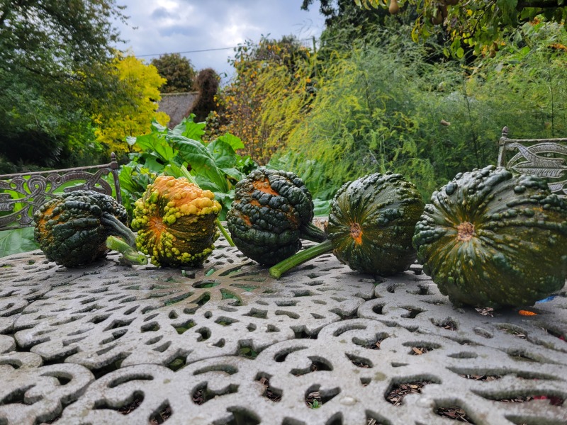 The Vegetable Patch 2024/2025