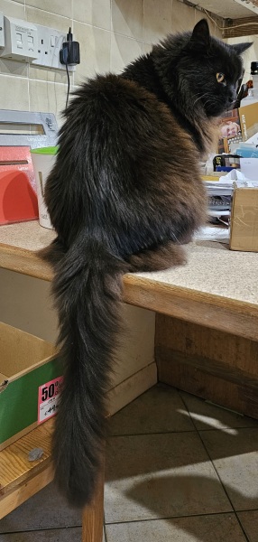 Black cat appreciation (pics please)