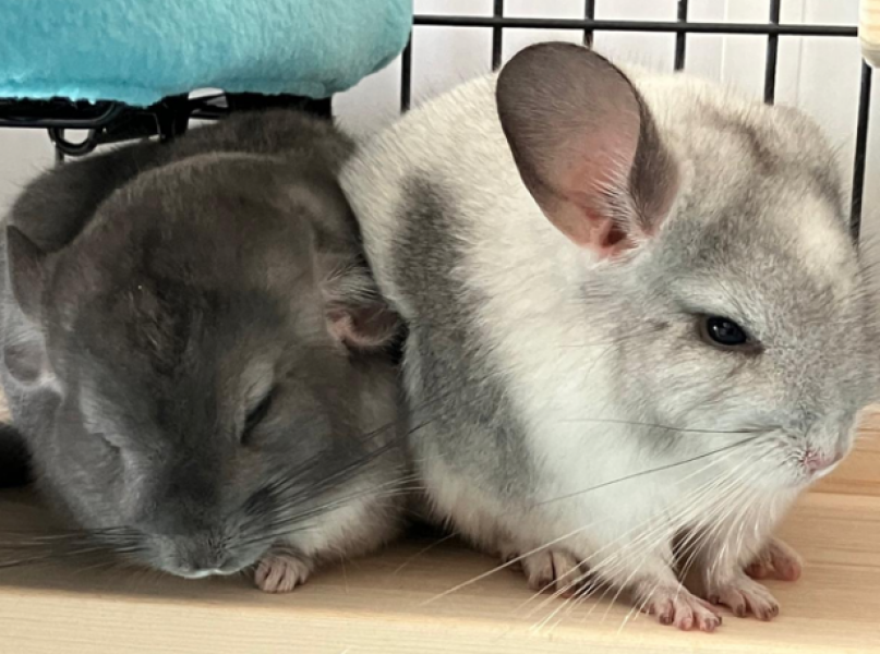 Help! We need names for our two new chins