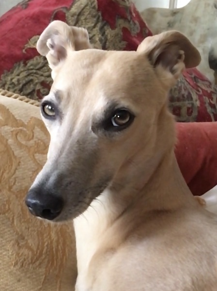 Dog v bitch, does it make a difference?