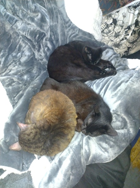 Flounders or Flouncers? The Excellent Cats continue their important debate