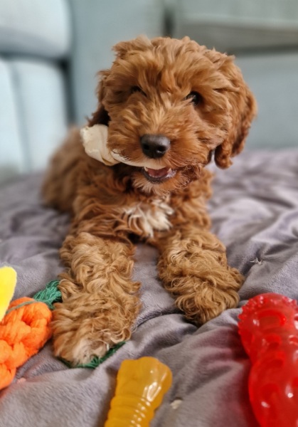 New dog owner.....