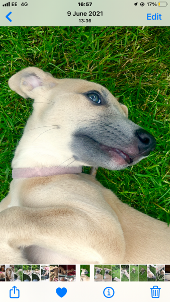 Whippet Puppy Advice?
