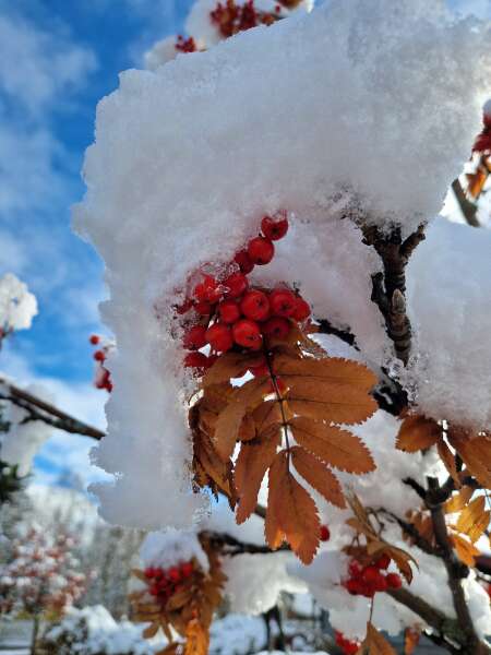 The Autumnal Christmas Chronicles Preamble - Thread 2 further ramblings