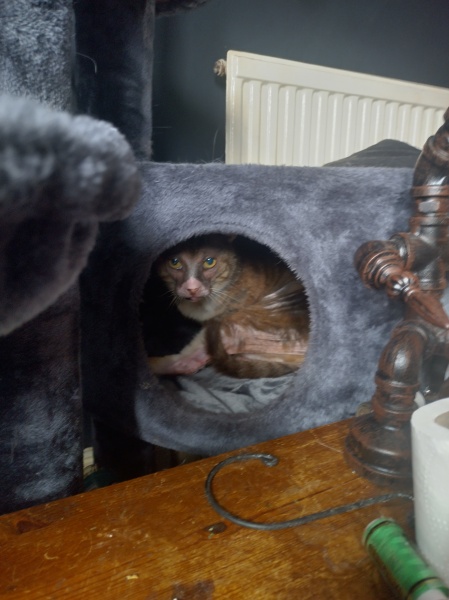 Trick or Cat Treat? The Excellent Cats do Halloween