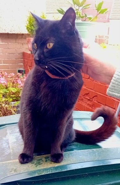 Flounders or Flouncers? The Excellent Cats continue their important debate