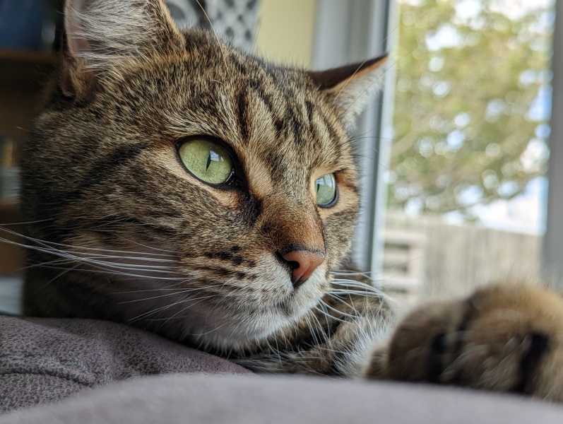 Board for owners of the most beautiful cats