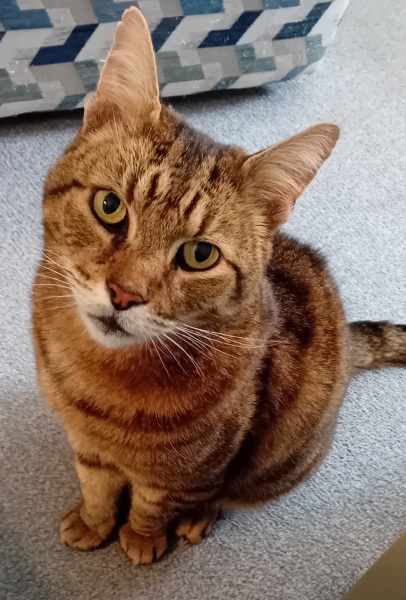 Flounders or Flouncers? The Excellent Cats continue their important debate