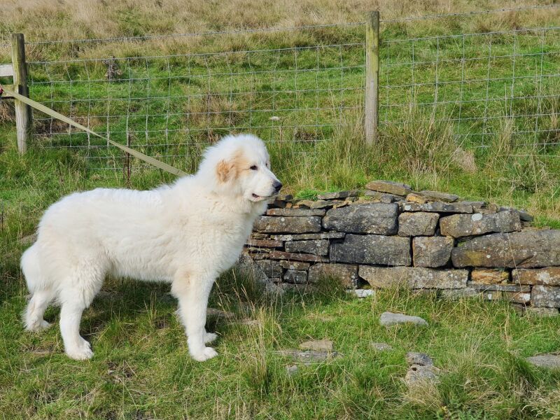 Puppy Survival Thread for New and Old Pups - here comes winter 2024