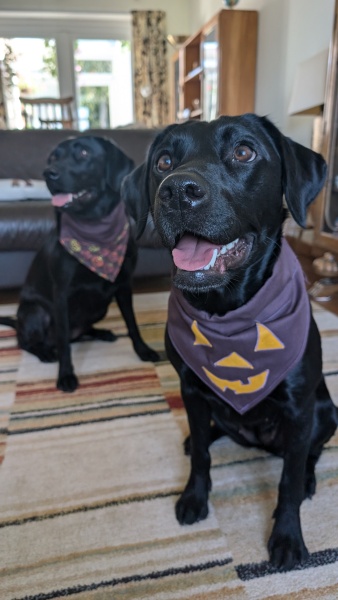 Adolescent Dog Survival...Sharing Tips & Tails