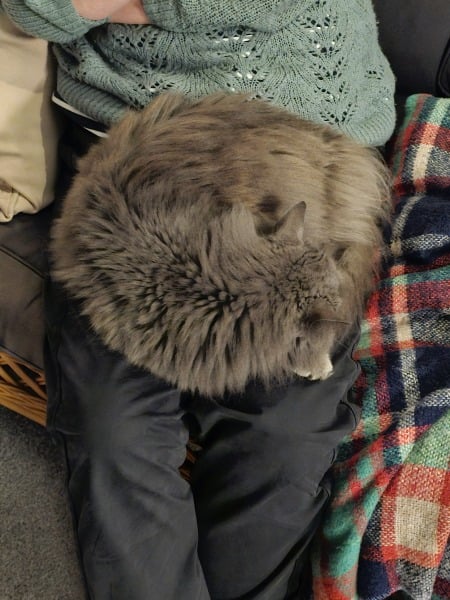 Flounders or Flouncers? The Excellent Cats continue their important debate