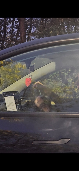 To ask how it is safe for a driver to be reading a book on their tesla screen whilst driving? (Photo)