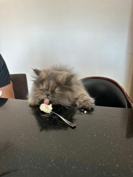 Board for owners of the most beautiful cats