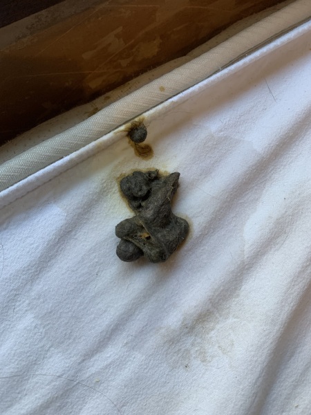 Cat throwing up white foam