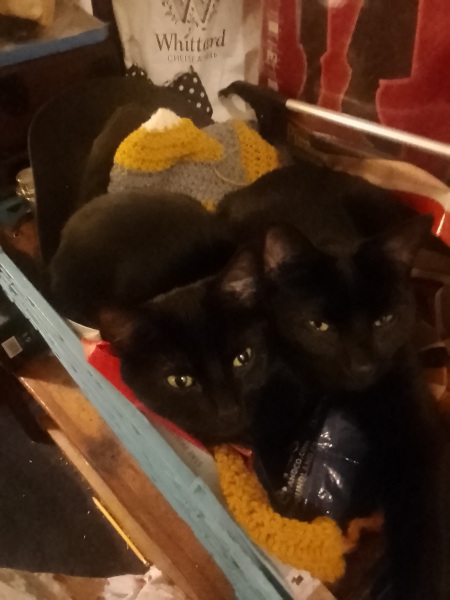 Black cat appreciation (pics please)