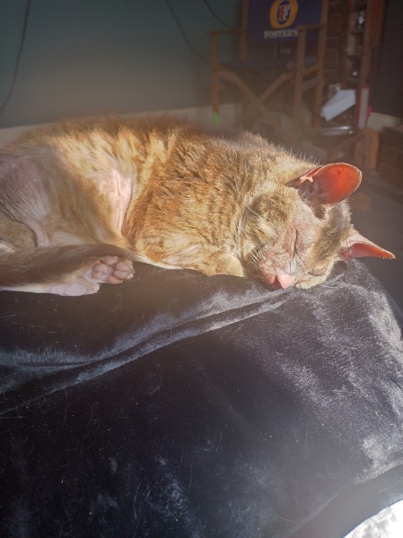 Flounders or Flouncers? The Excellent Cats continue their important debate