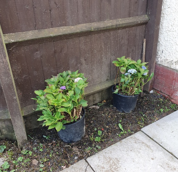 Hydrangeas!