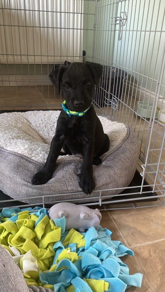 New puppy blues