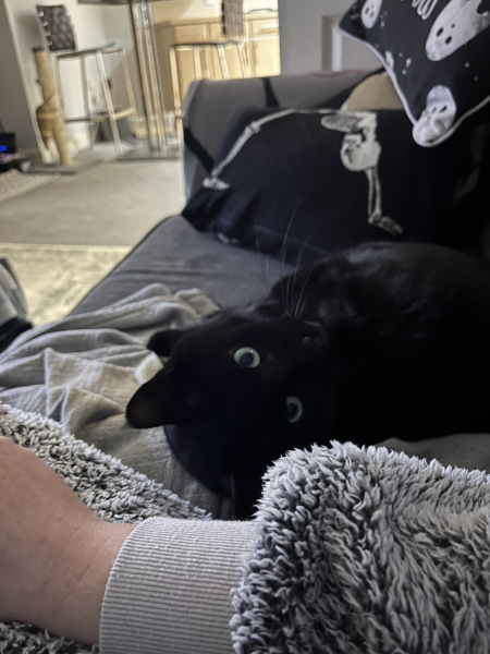 How to get a cuddly cat who loves to sit on your lap