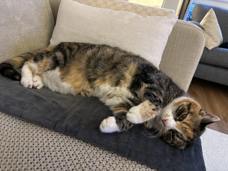 Cat refusing medicine (gabapentin)