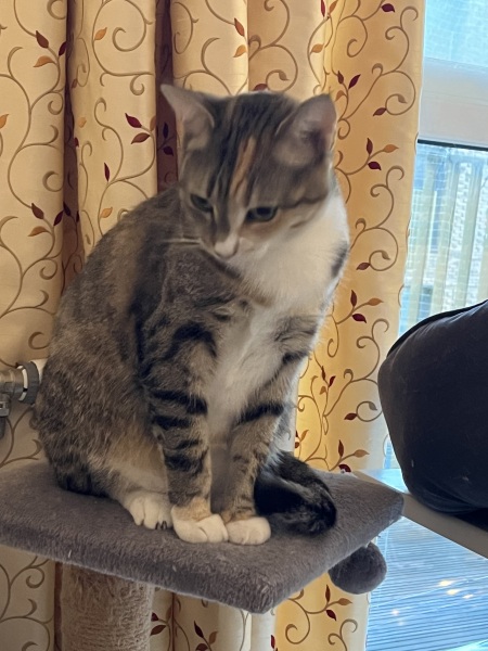 Wet food treats for sensitive stomachs
