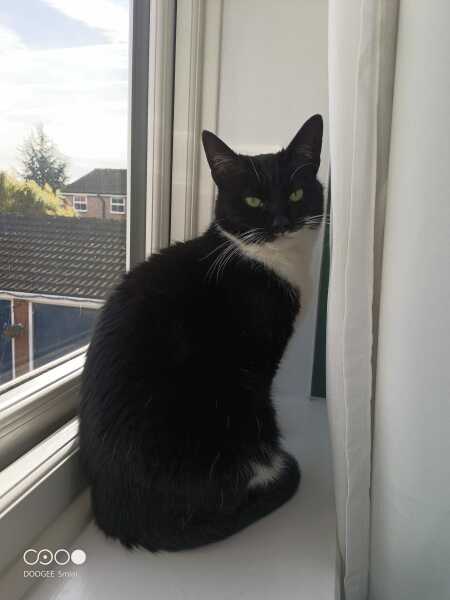Black cat appreciation (pics please)