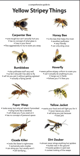 He called a wasp a moron at dinner