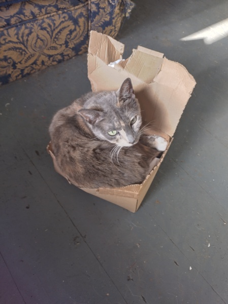 Flounders or Flouncers? The Excellent Cats continue their important debate