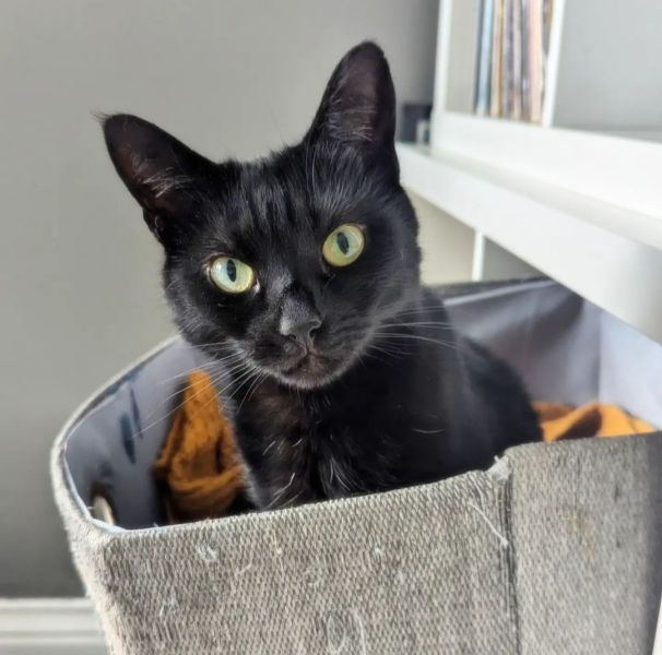 Black cat appreciation (pics please)