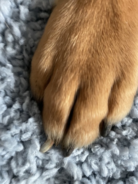 Adolescent Dog Survival...Sharing Tips & Tails