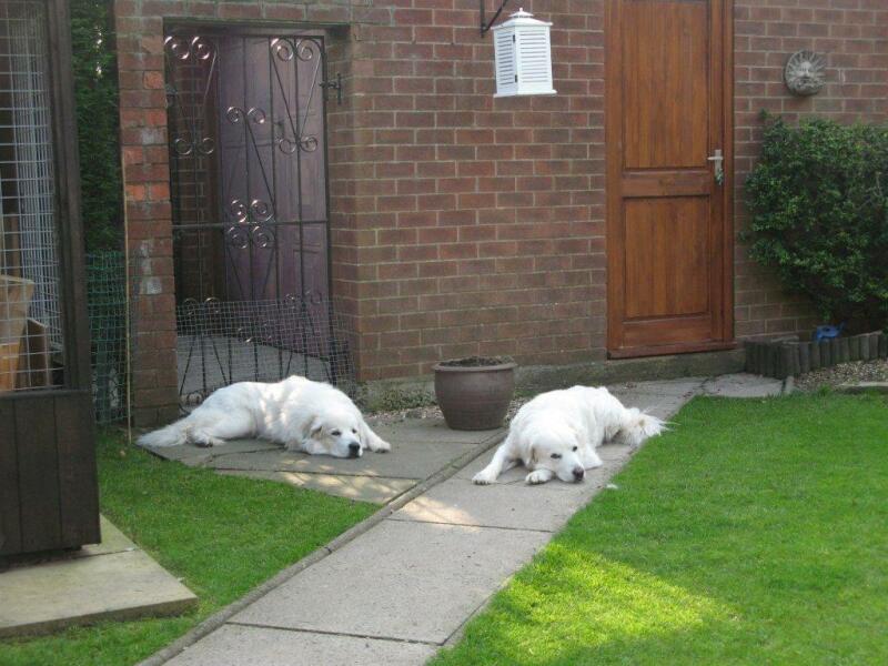 Adolescent Dog Survival...Sharing Tips & Tails