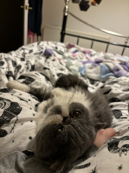 Magnificent Moustaches