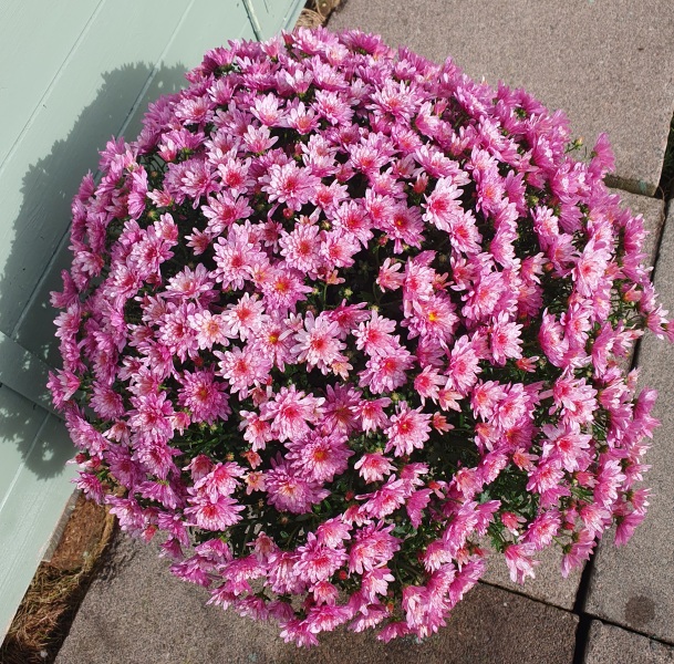 Do you deadhead chrysanthemum?