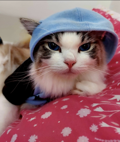 Board for owners of the most beautiful cats