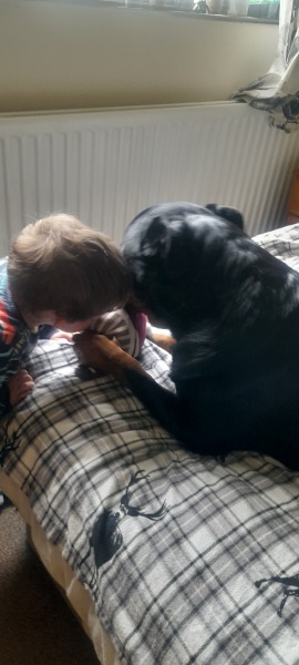 Anyone noticed the increase of Rottweilers around at the minute?