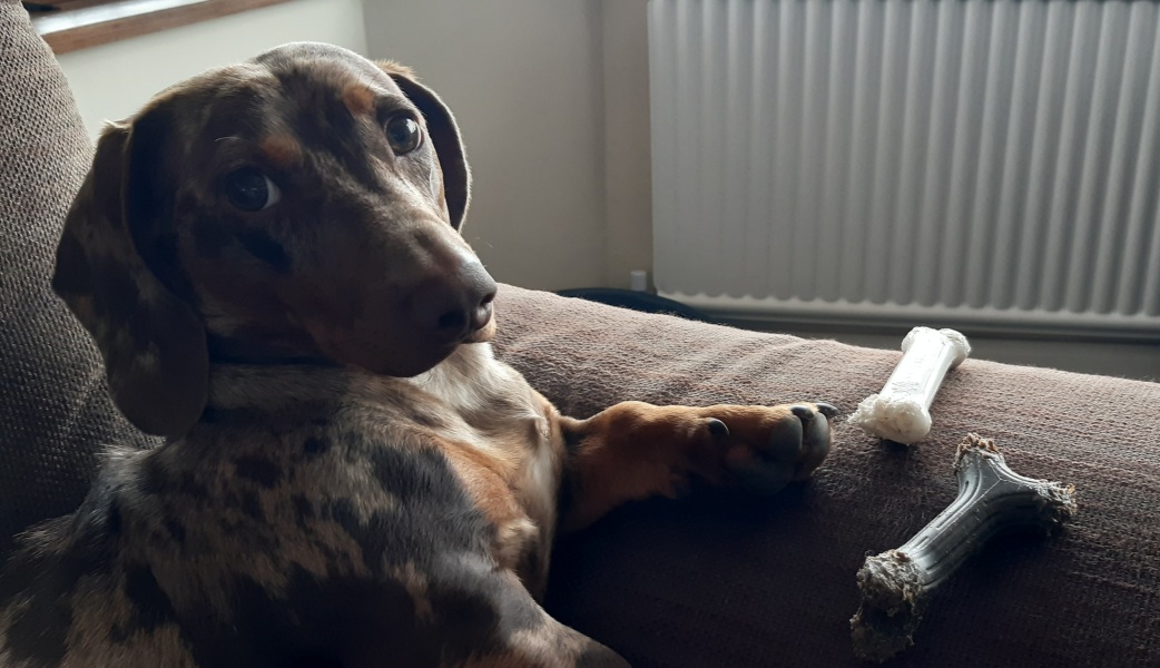 Does your dog ever look at you  like this