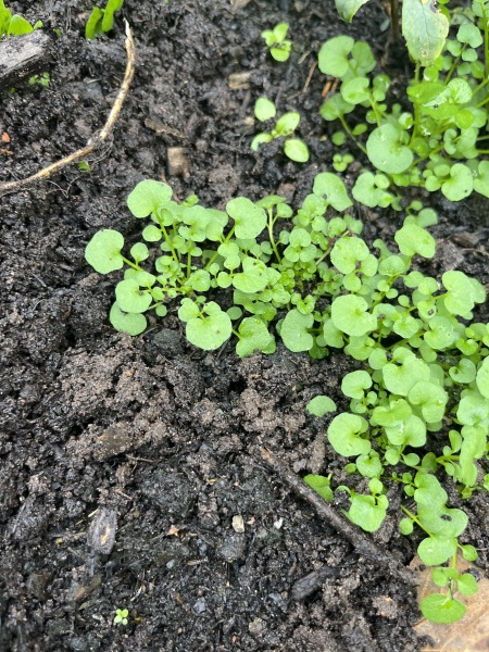 This is a weed right?