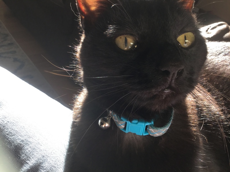 Black cat appreciation (pics please)