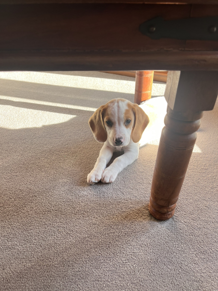 Puppy Survival Thread for New & Old Pups - Soon be Autumn 2024
