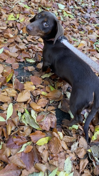 October’s dog of the month: Share your autumn dog photos & win £100 prize bundle!