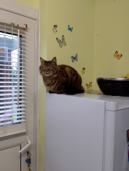 Tell me ONE cute trivial thing about your child/pet