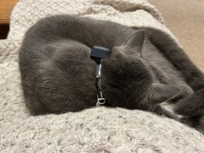 Flounders or Flouncers? The Excellent Cats continue their important debate